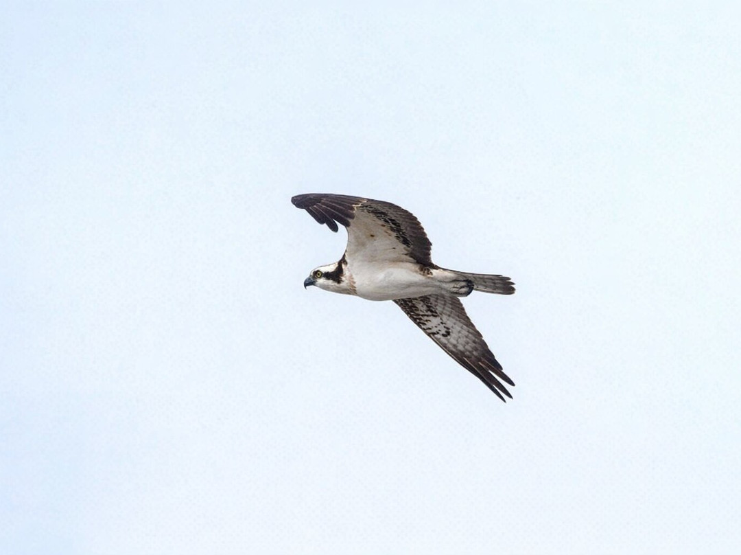Birds Of Poole Harbour Events-普尔必去景点