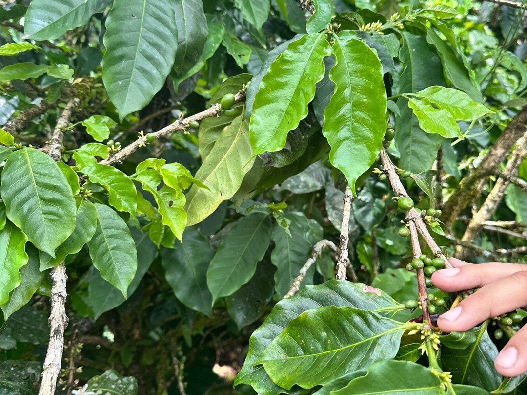 Cafe & Cacao Tour Bijagua-Bijagua de Upala必去景点