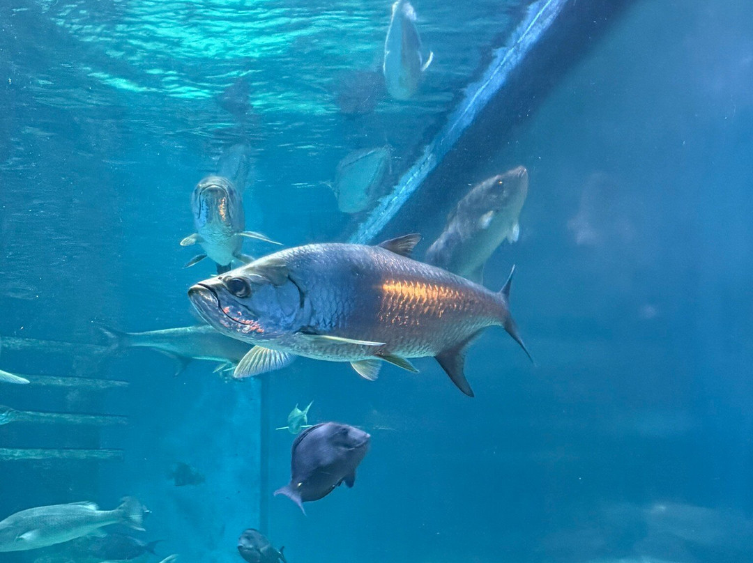 RumFish Beach 在 TradeWinds主图