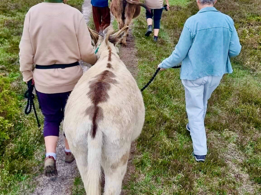 Brockenhurst Donkey Walks-Brockenhurst必去景点