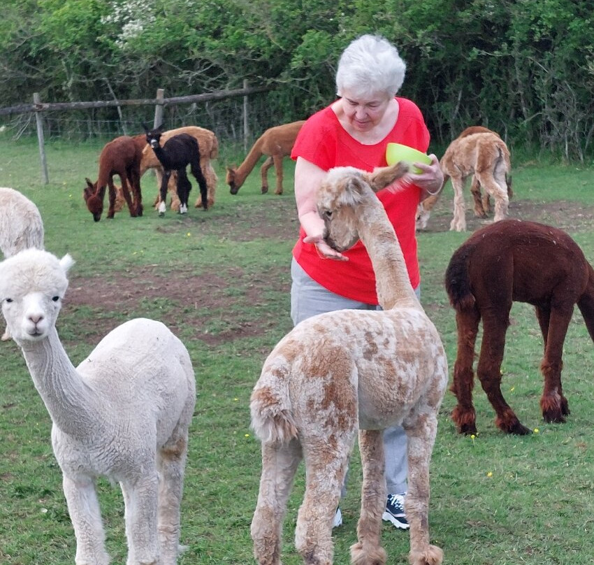Lane House Alpaca Farm-切本哈姆必去景点