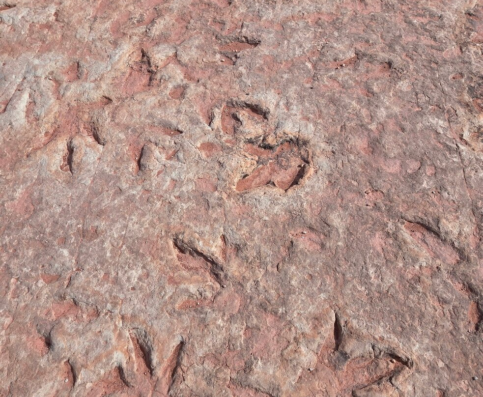 Dinosaur Tracks-蒂巴城必去景点