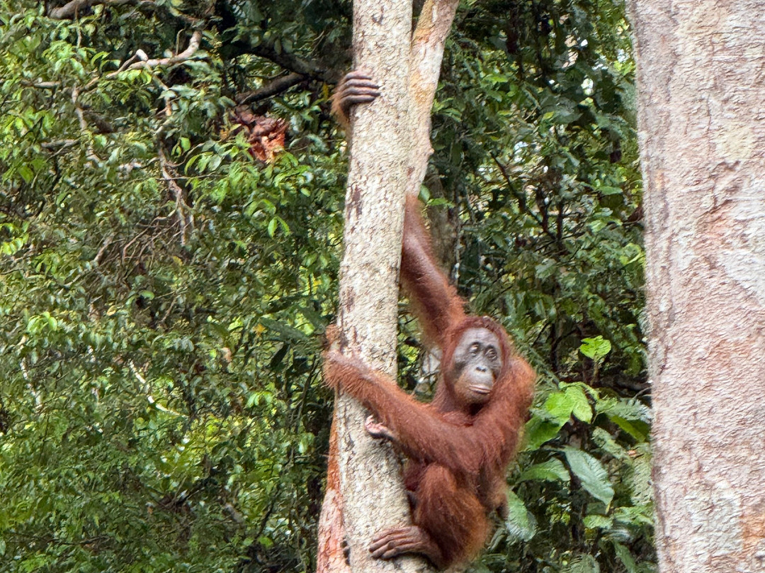 Local Guides - Tanjung Puting-Pangkalan Bun必去景点
