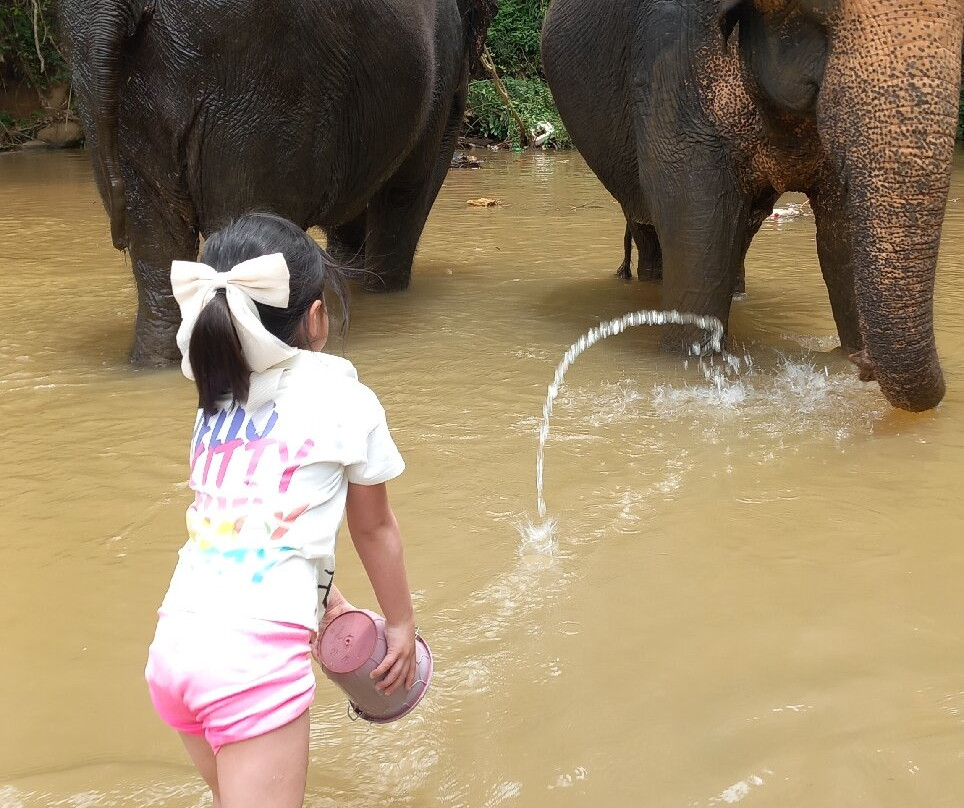 Elephant Freedom Project-凯格勒 必去景点