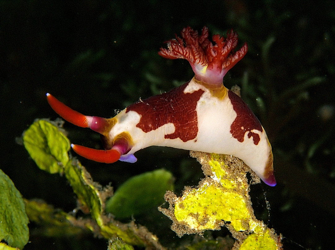 Divers Lodge Lembeh主图