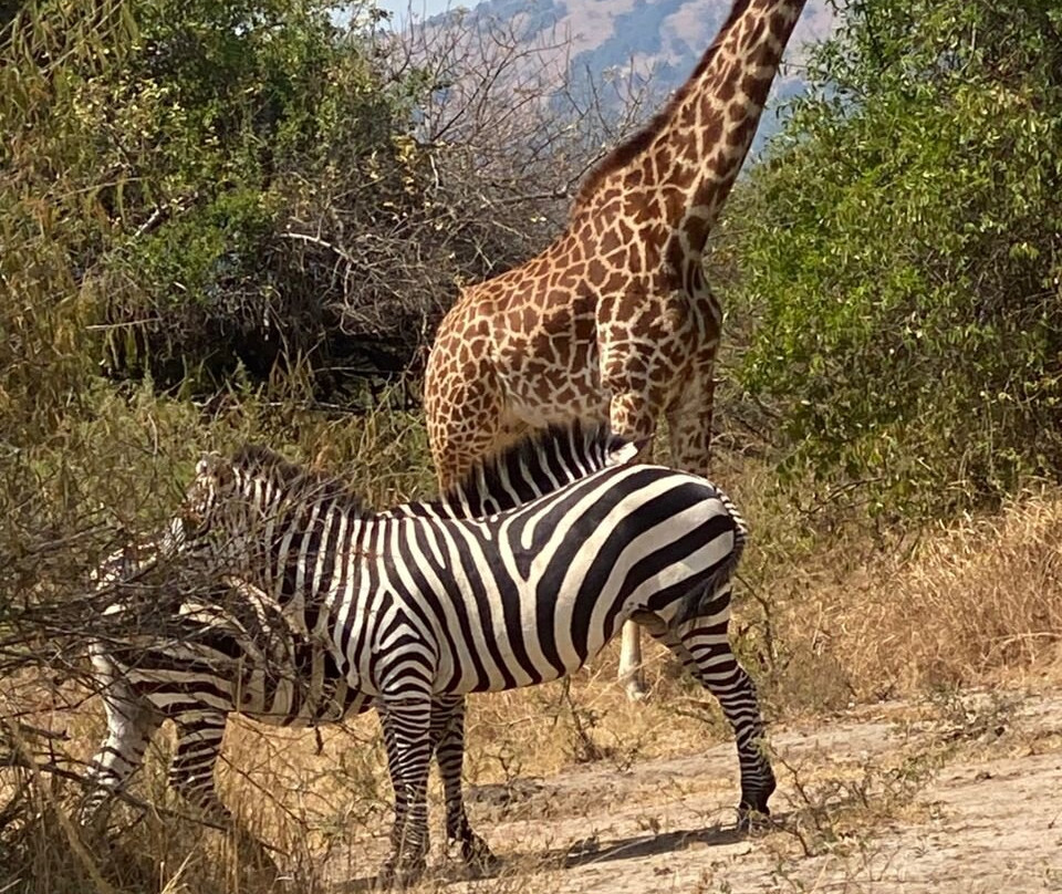Akagera National Park-Eastern Province必去景点