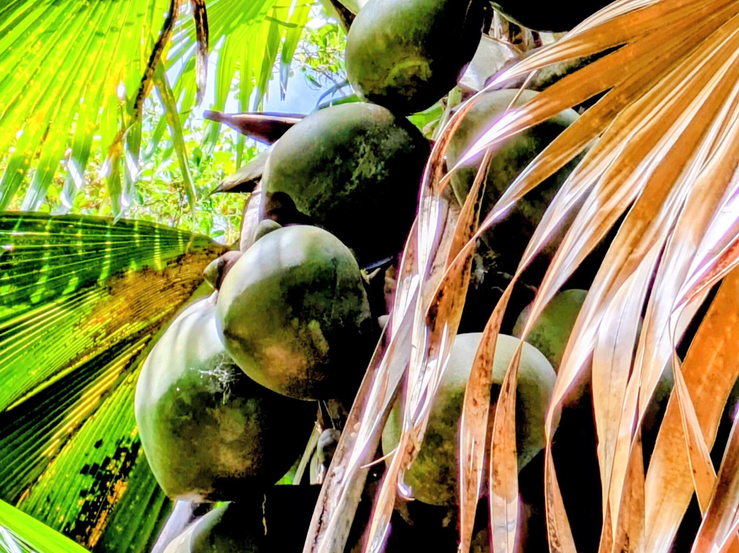 Edelweiss Tours, Seychellen-普拉兰岛必去景点