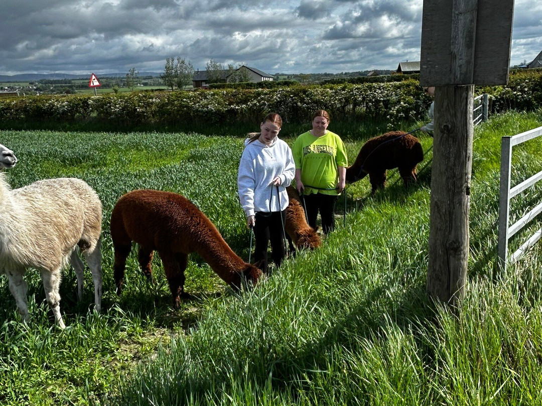 The Alpaca Trekking Centre-斯特灵必去景点