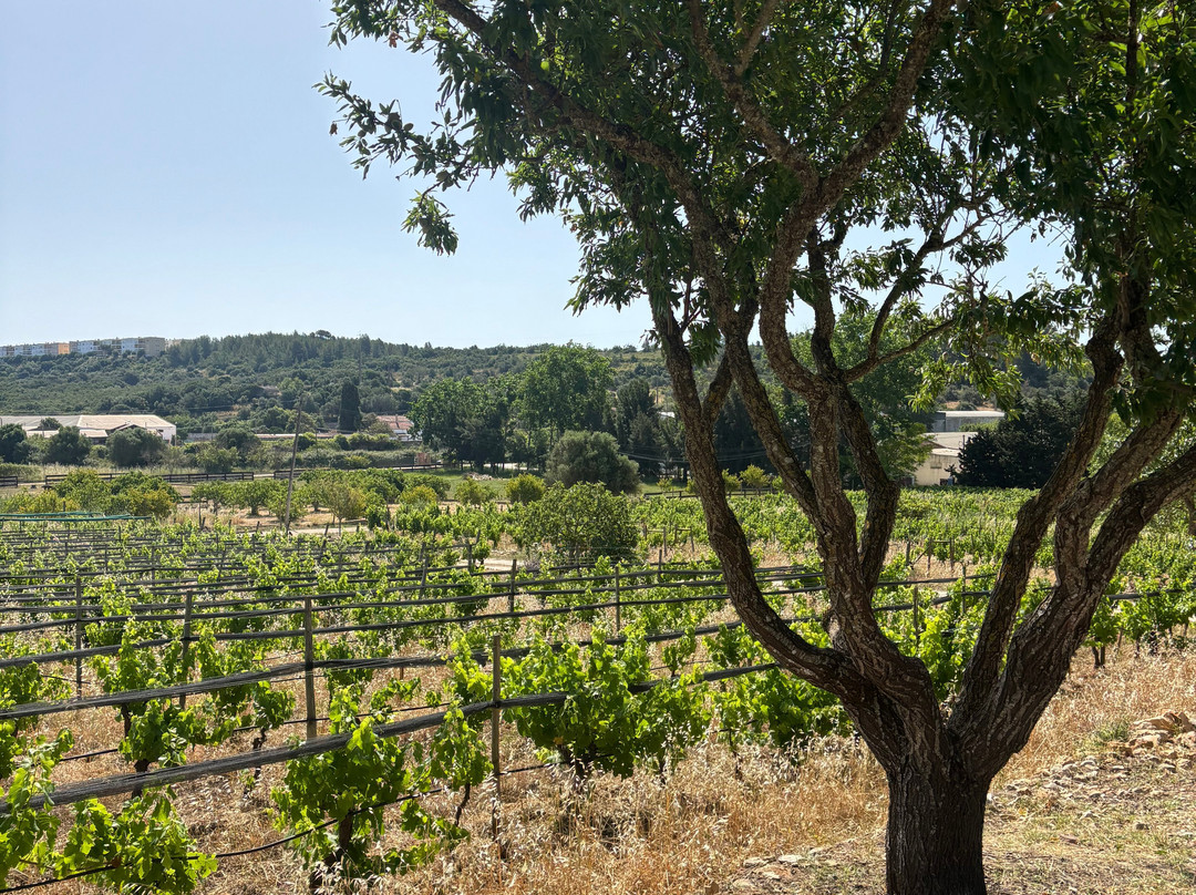 Monte da Casteleja - Bio Wine Farm-拉各斯必去景点