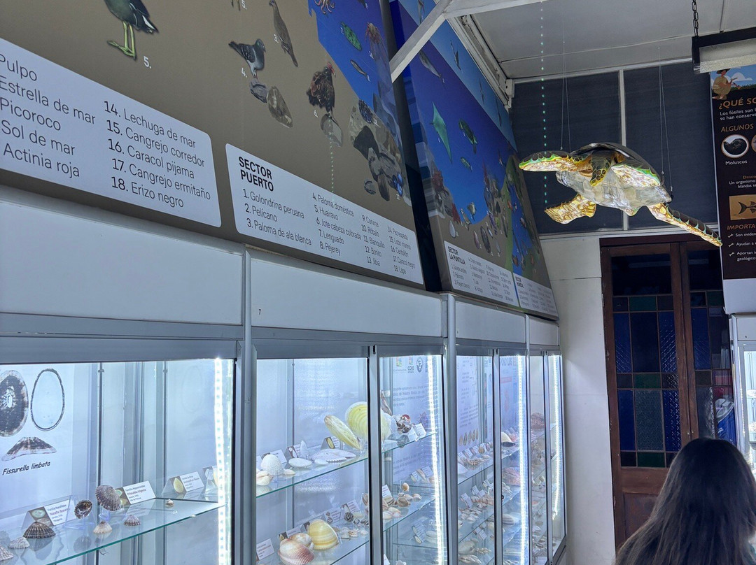 Sea Museum-阿里卡必去景点