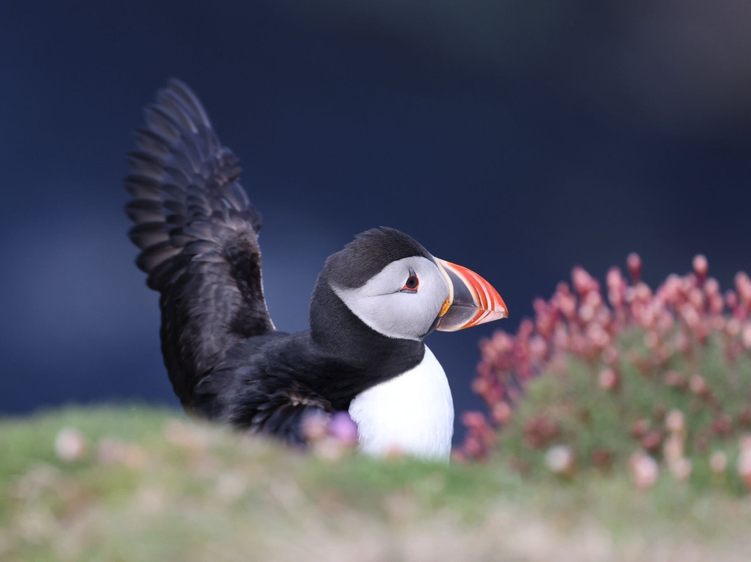 Shetland Wildlife-Sumburgh必去景点
