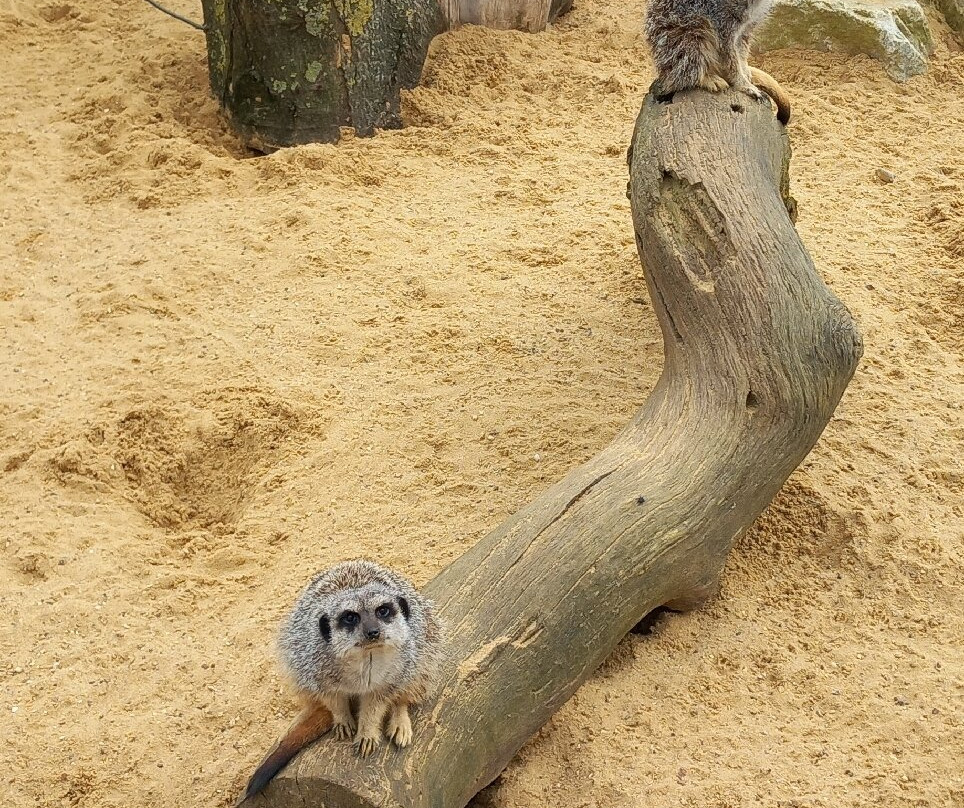 Suffolk Owl Sanctuary-Stonham Aspal必去景点
