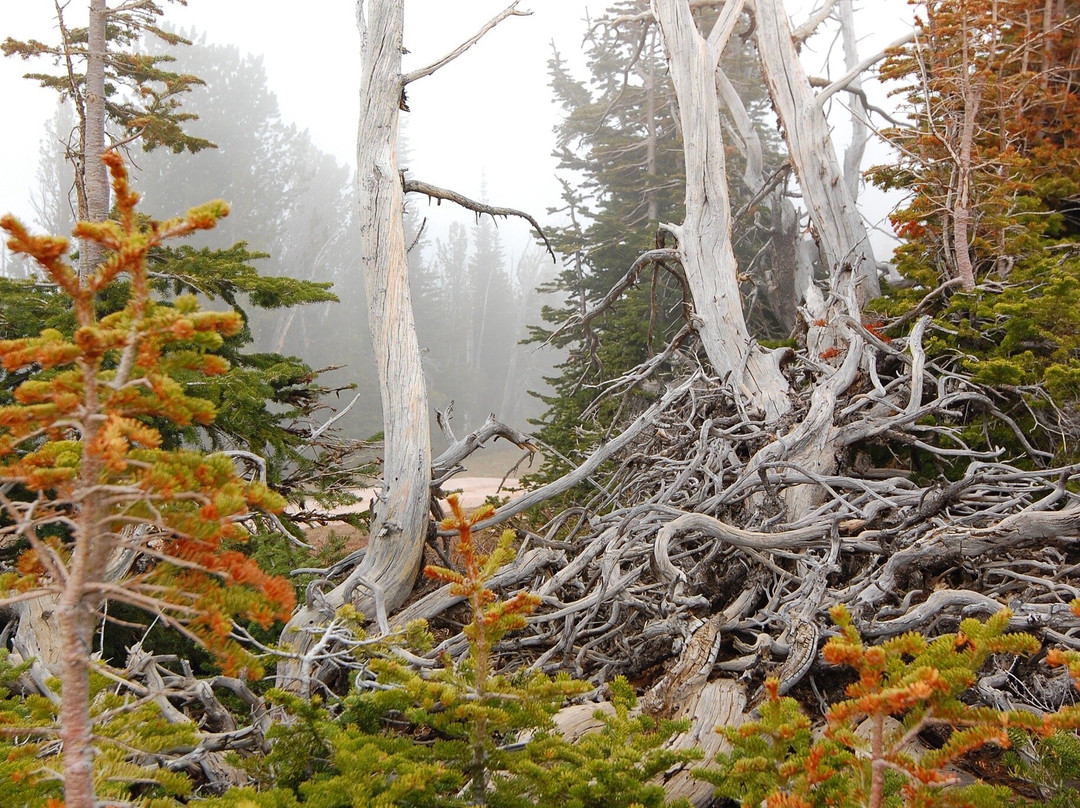Wallowa Lake Tramway-Joseph必去景点