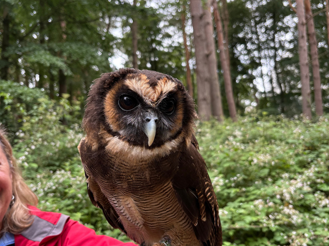 East Sussex Falconry-Herstmonceux必去景点