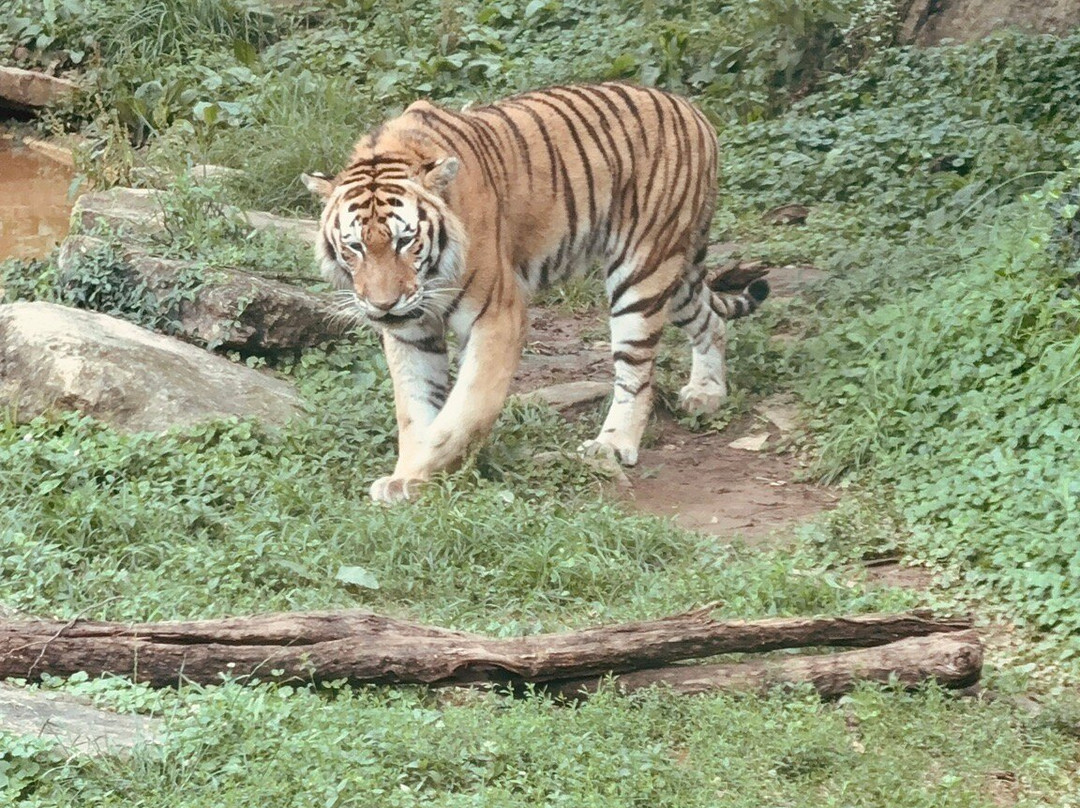 Louisville Zoo-路易斯维尔必去景点