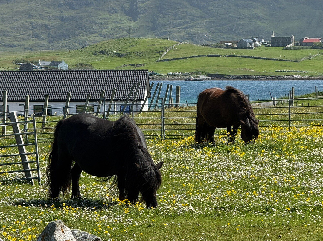The Shetland Pony Experience-Papil必去景点