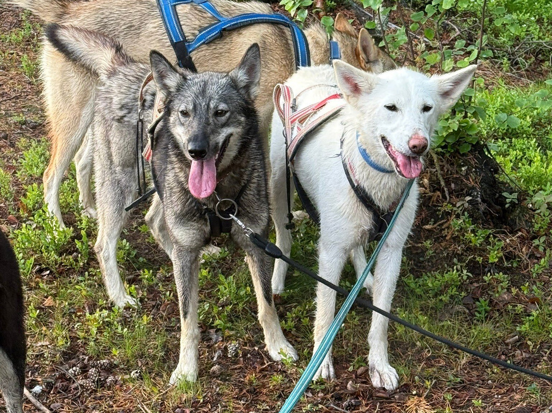 Trasti & Trine AS-阿尔塔必去景点