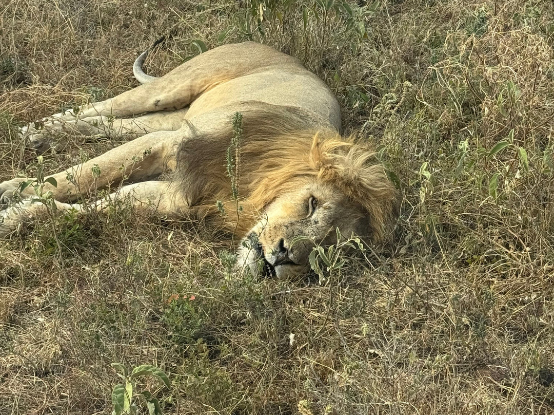 Sereland Africa Safaris-Sakina必去景点