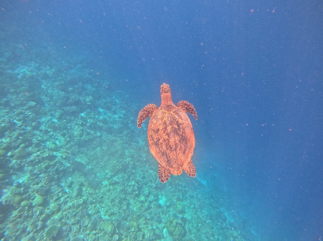 Euro-Divers LUX South Ari Atoll-南阿里环礁必去景点