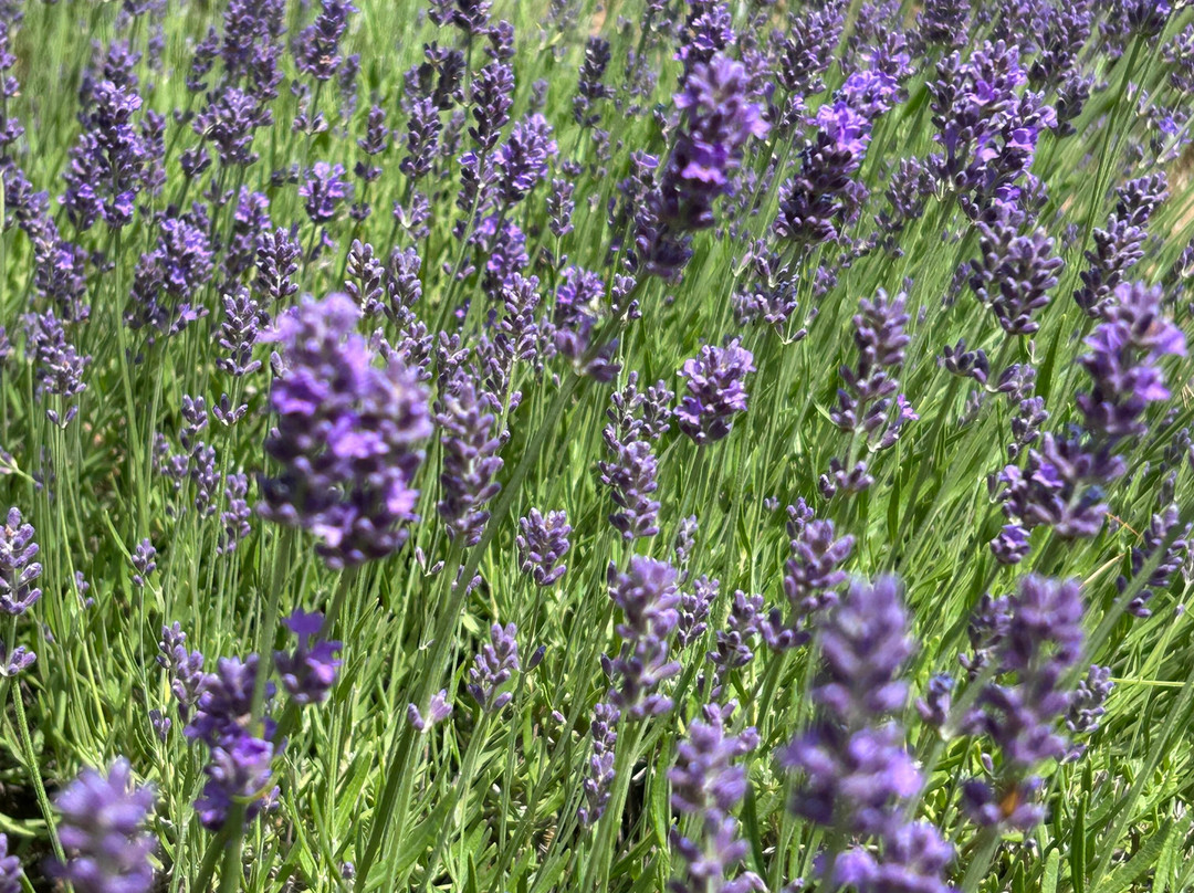 Sparta Lavender Farm-Sparta必去景点