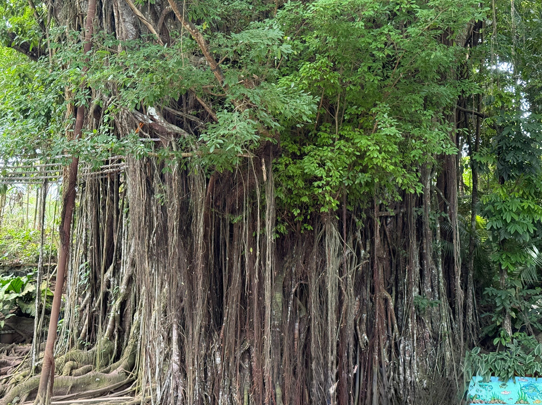 百年大榕树-锡基霍尔岛必去景点