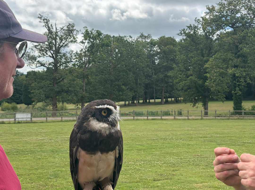 Surrey Hills Falconry-Ockley必去景点