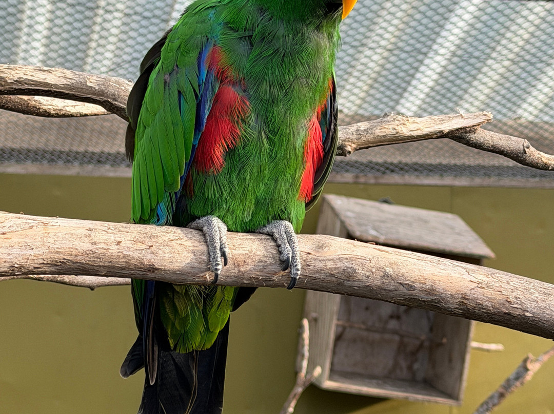 Brooklands Zoo-新普利默斯必去景点