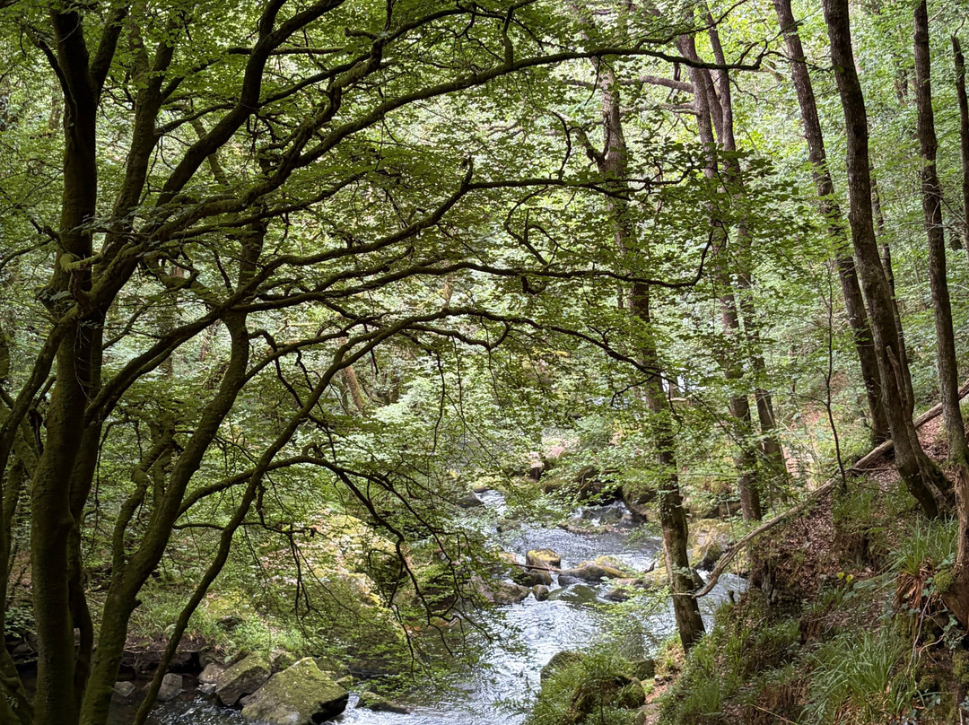 Golitha Falls-利斯卡德必去景点