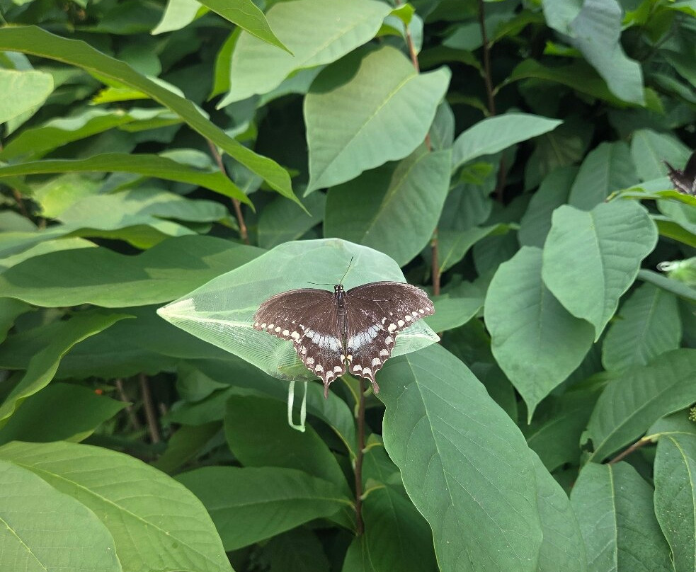 Norfolk Botanical Garden-诺福克必去景点