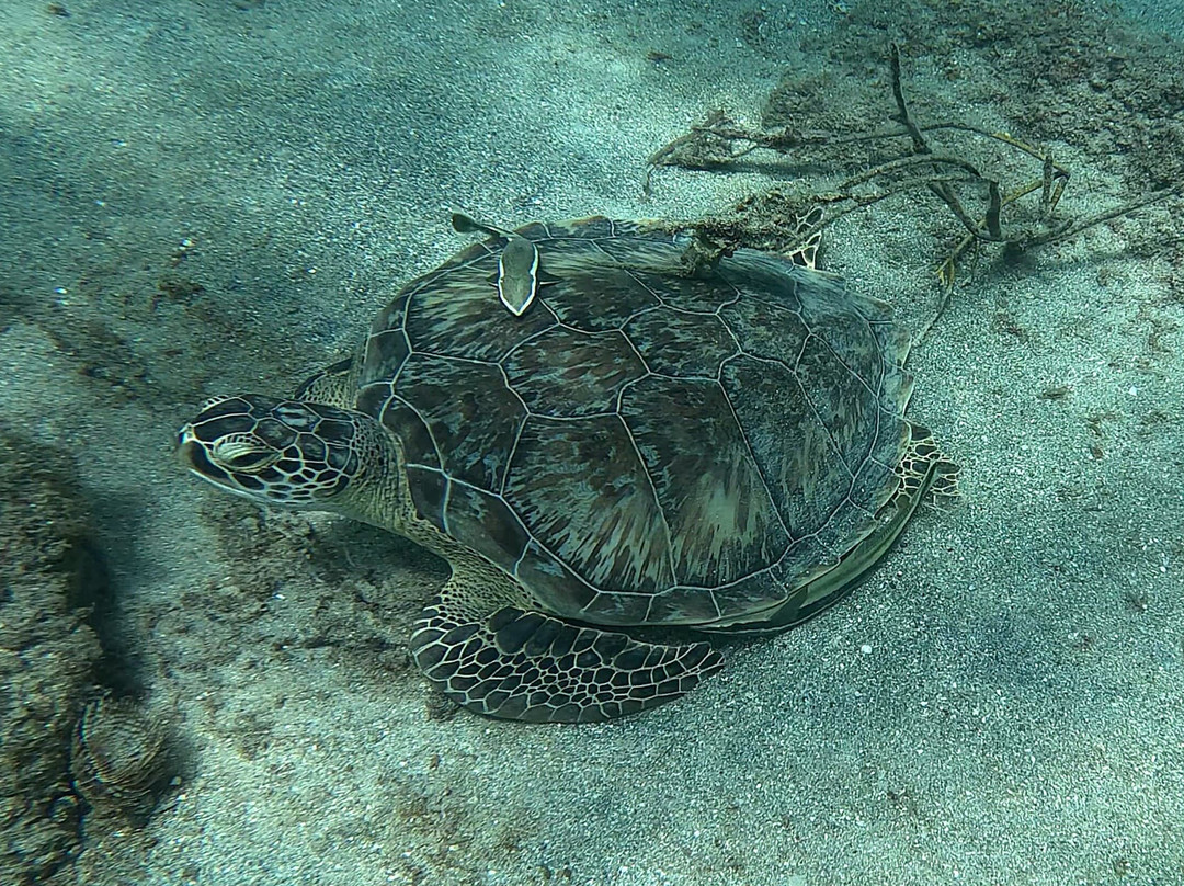 Vieques Snorkel Tours-维切克岛必去景点