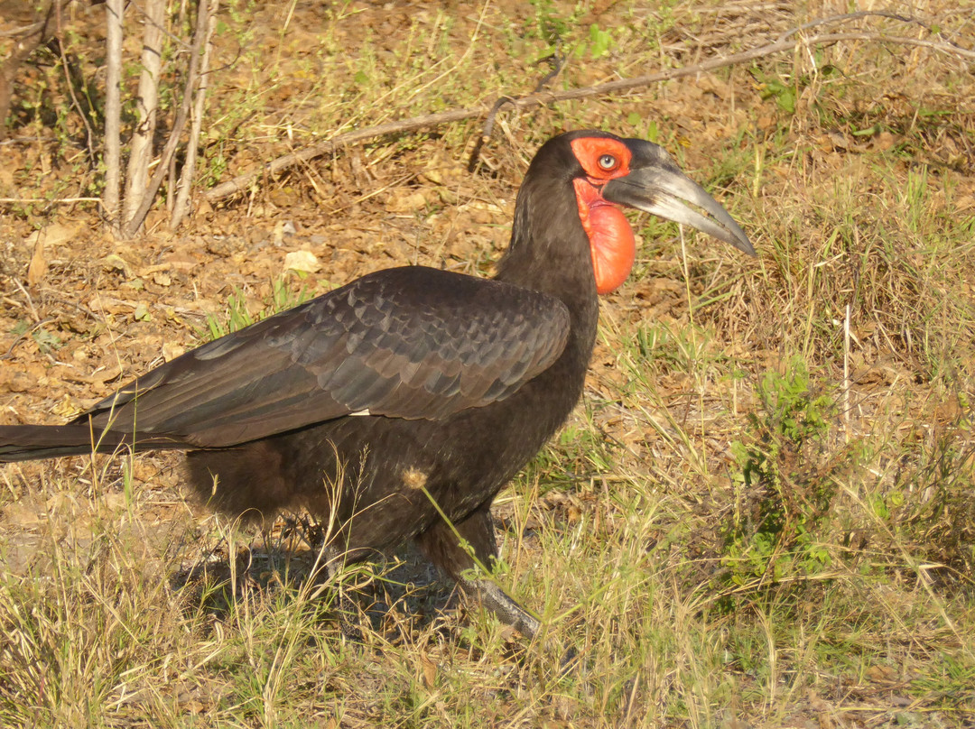 Letaka Safaris-马翁必去景点