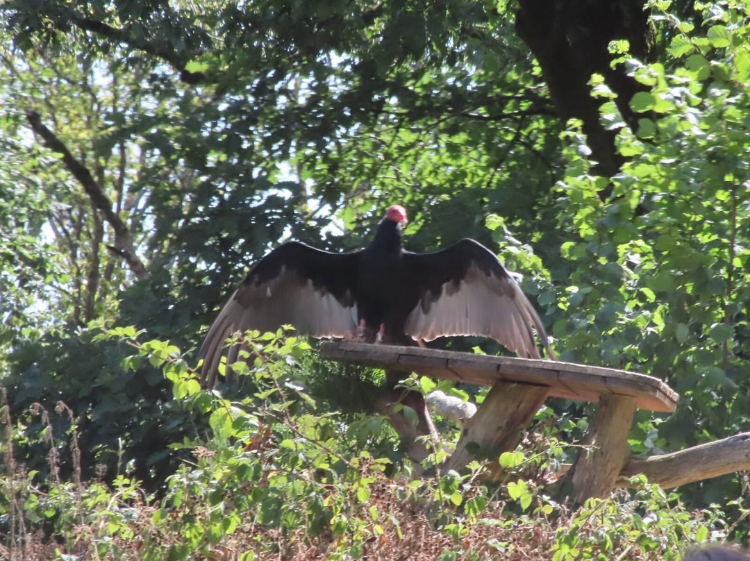 Greifvogelpark-萨尔堡必去景点
