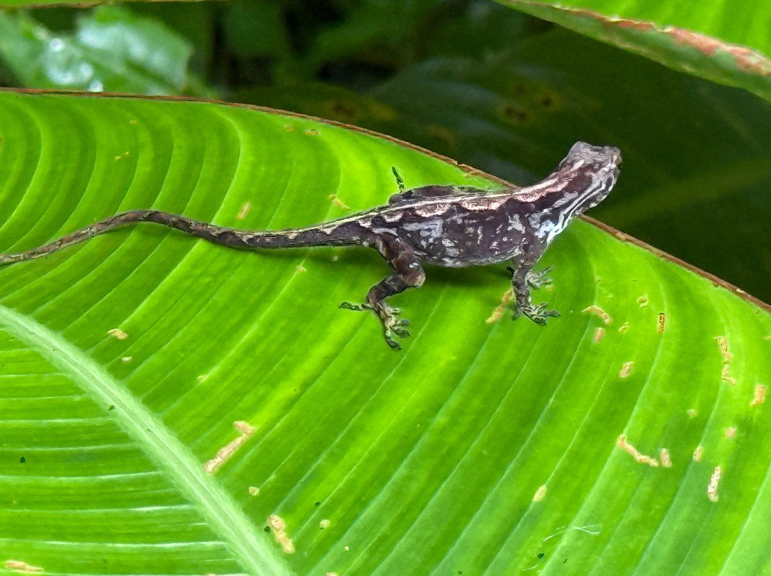 Costa Rica Roots Tours-托图杰多必去景点
