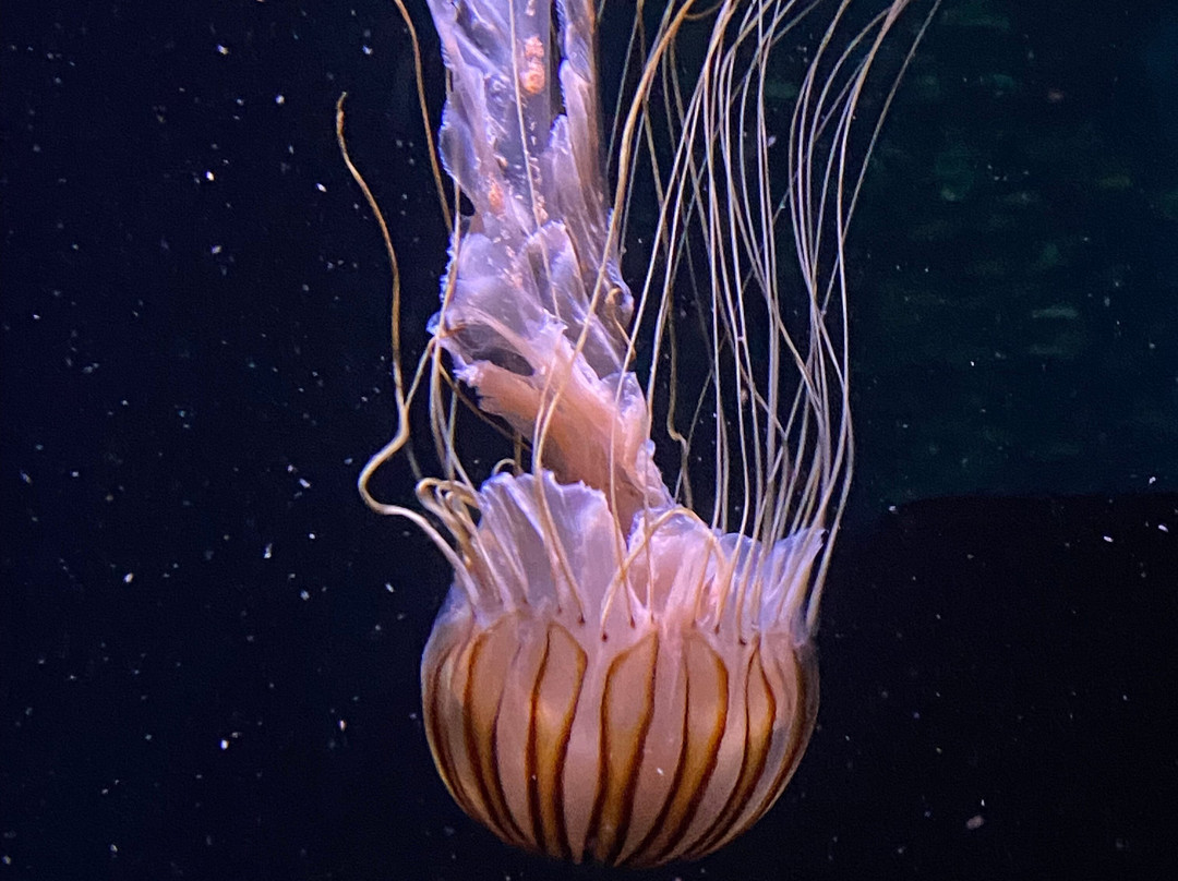 Ozeaneum-施特拉尔松德必去景点
