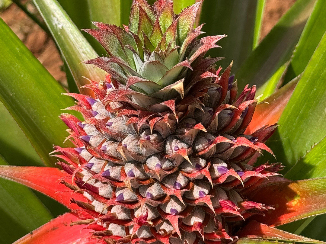Tangawizi Spice Farm-石头城必去景点