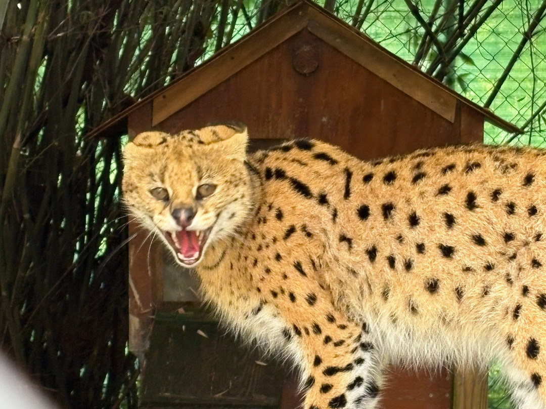Bear Creek Feline Center-巴拿马城必去景点