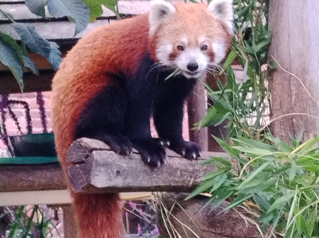 Safari Lodges At West Midlands Safari Park主图