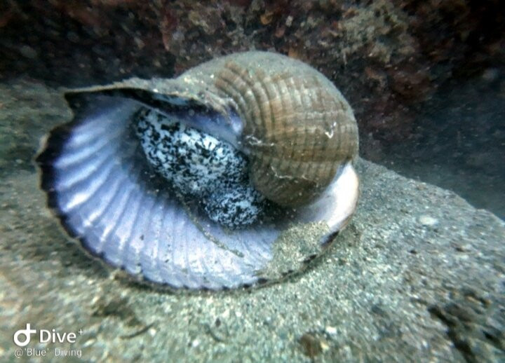 Blue Diving Center-Nea Potidea必去景点