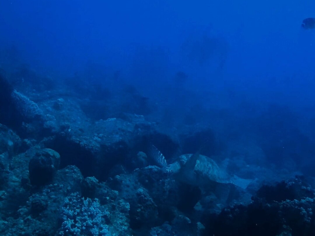 Octopus Diving Centre-Pereybere必去景点
