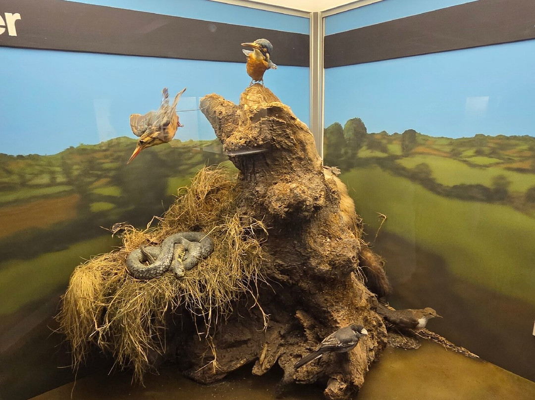 Torquay Museum-托基必去景点