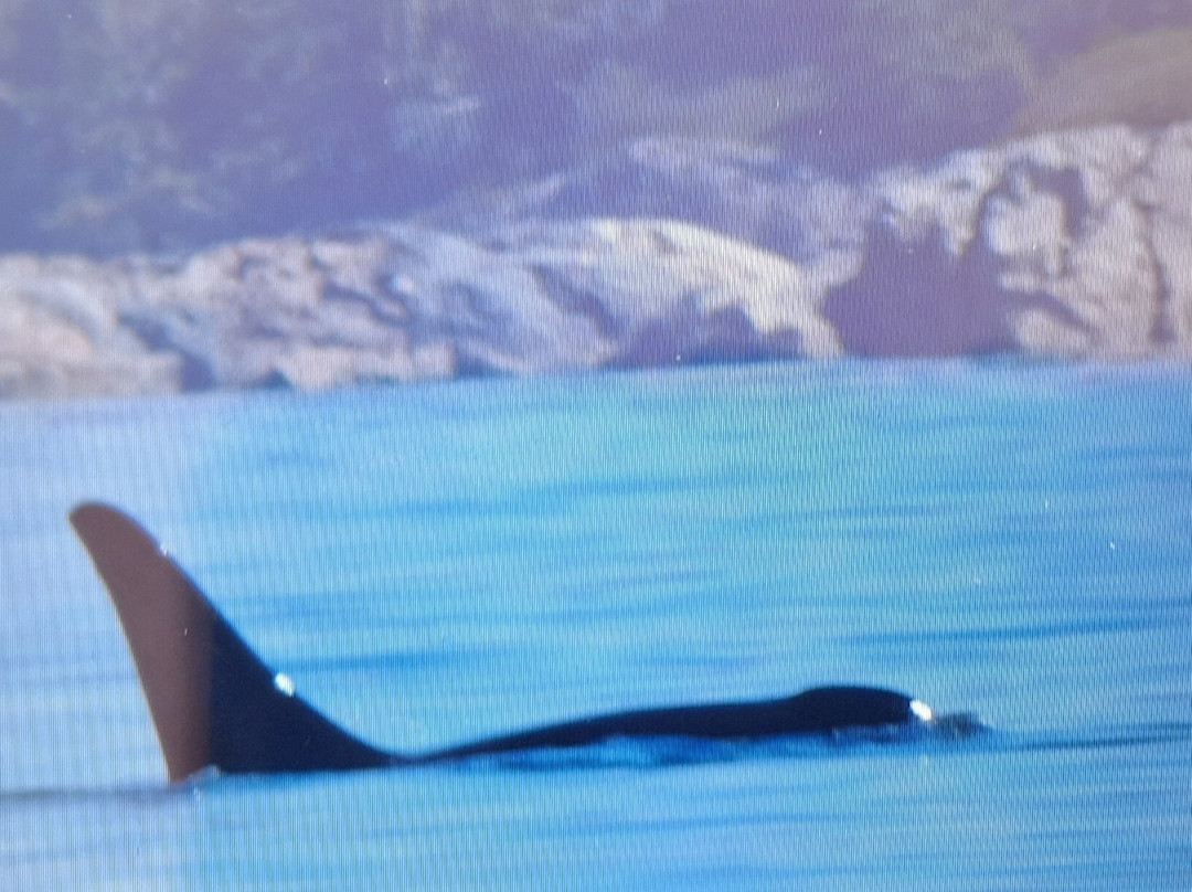 Seasmoke Whale Watching-Alert Bay必去景点