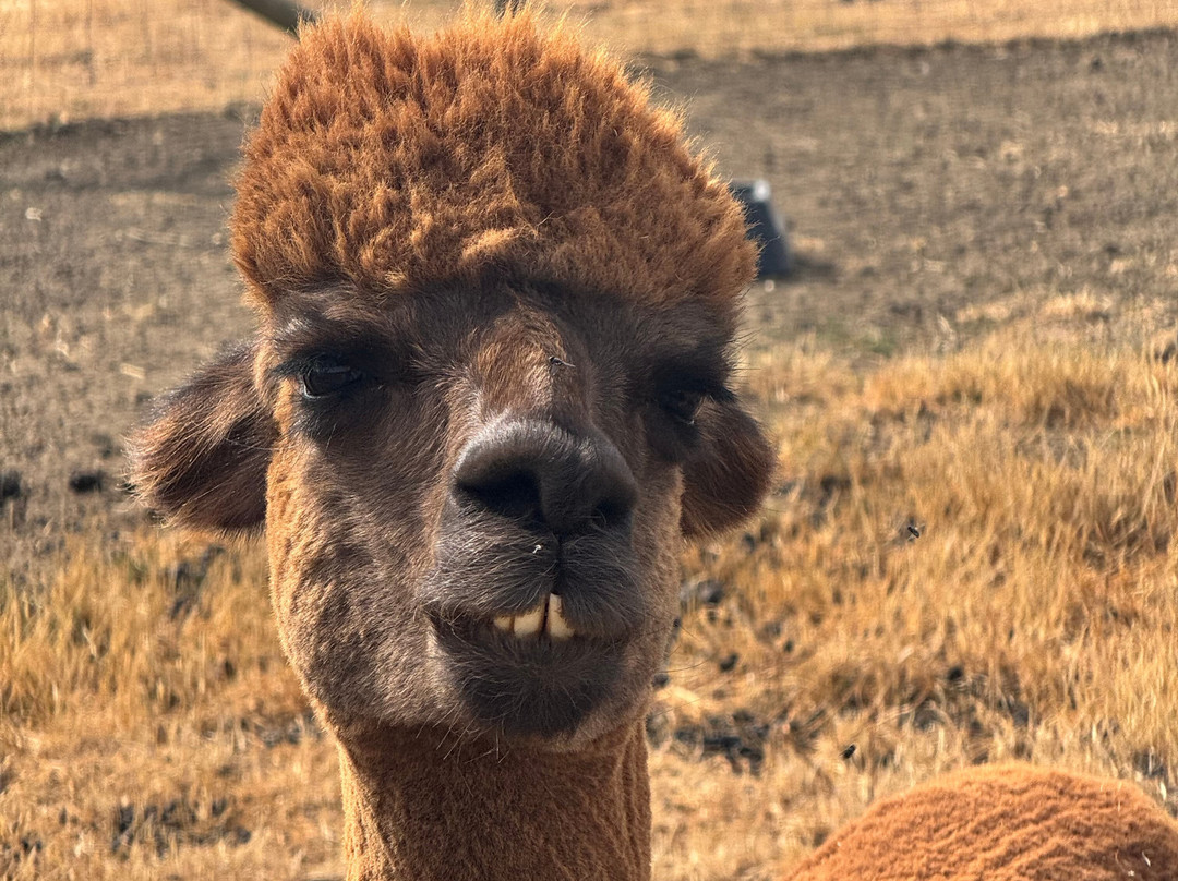 The Alpaca Centre at JandJ Alpacas-特伦特河畔纽瓦克必去景点