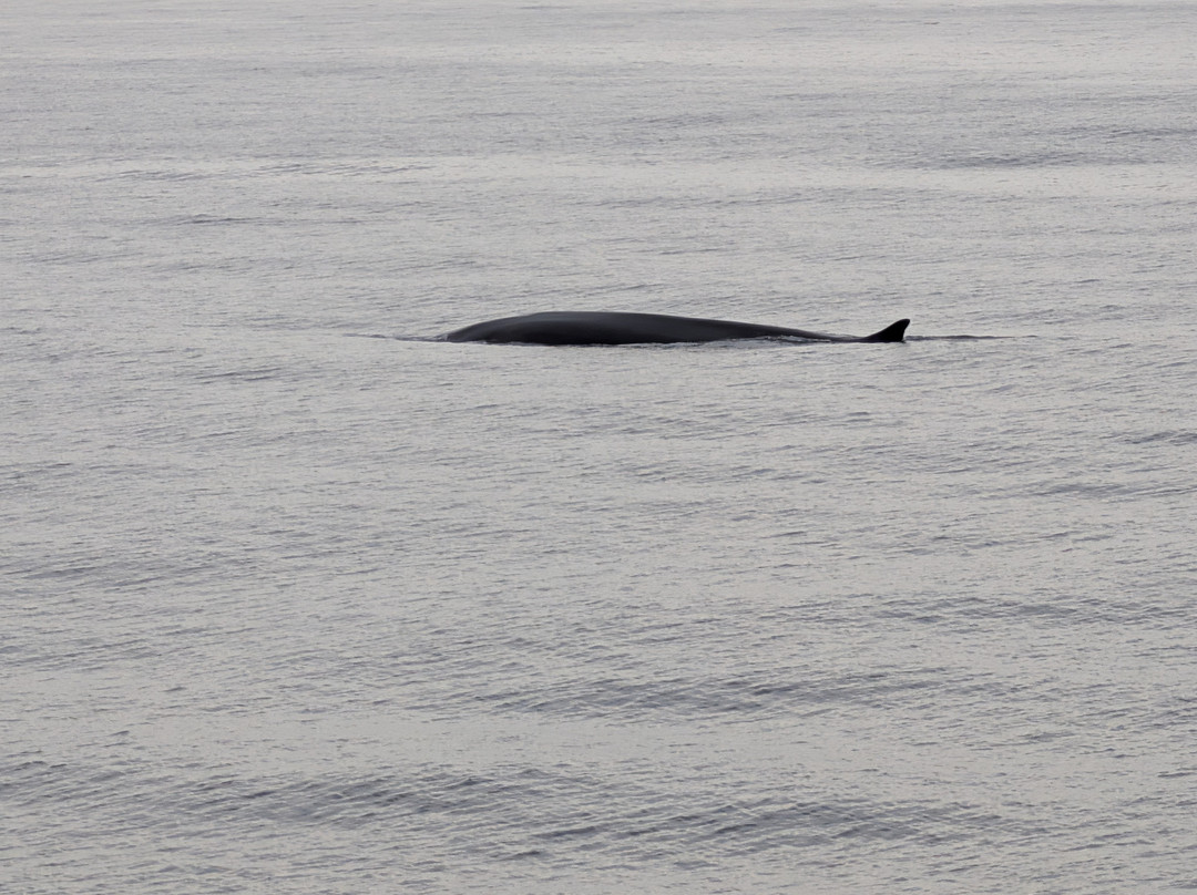 Bar Harbor Whale Watch Co.-巴港必去景点
