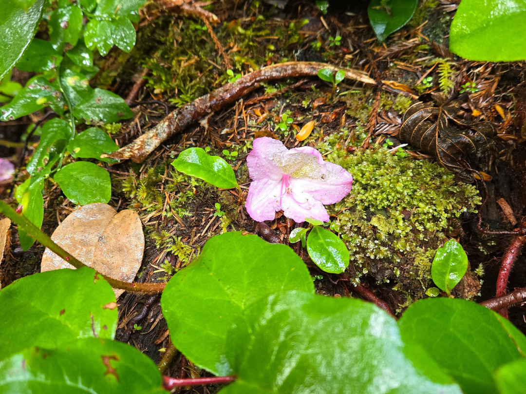 Lady Bird Johnson Grove-Orick必去景点