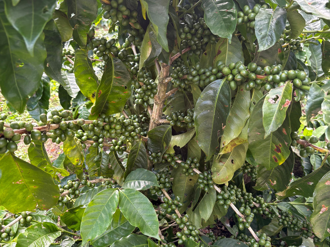 Café Monteverde Coffee Tour-圣埃伦娜必去景点