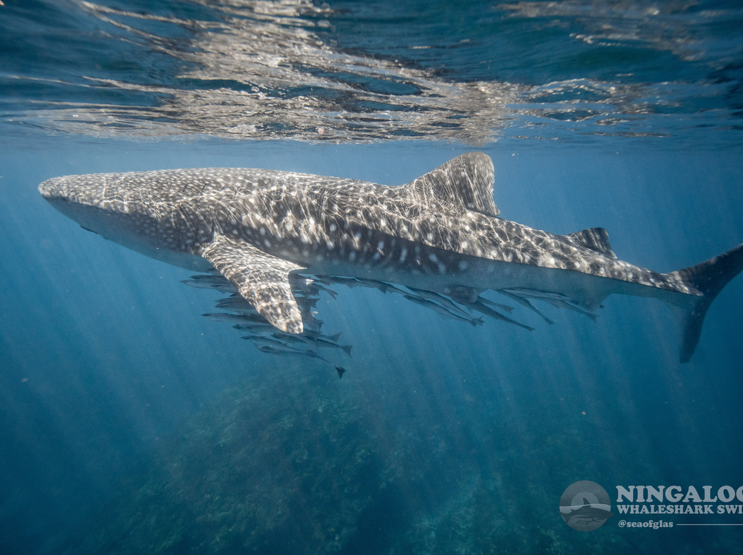 Ningaloo Whaleshark Swim-埃克斯茅斯必去景点