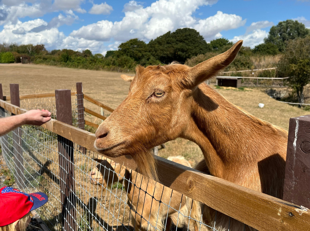 Hasty's Adventure Farm-滨海克拉克顿必去景点