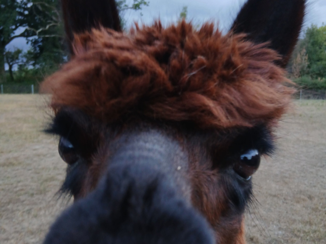 Reservoir Alpacas-Chard必去景点