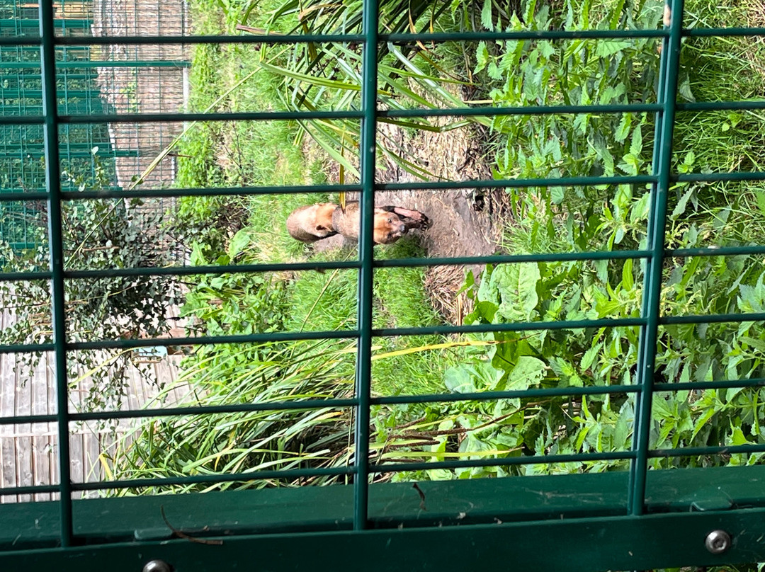 Reaseheath Mini Zoo-Nantwich必去景点