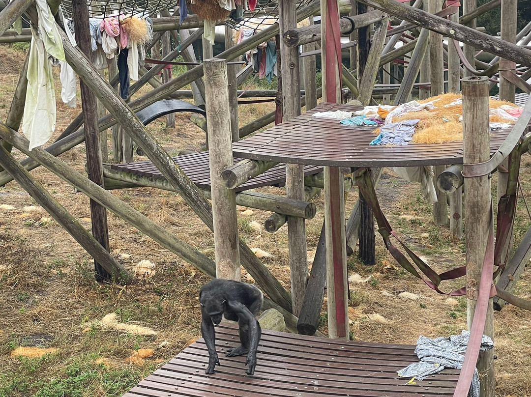 Monkey World-韦勒姆必去景点